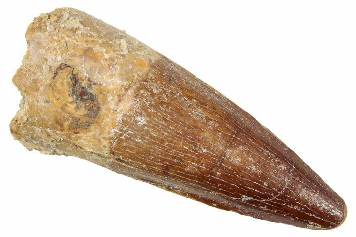 Fossil Spinosaurus Tooth - Real Dinosaur Tooth #239284